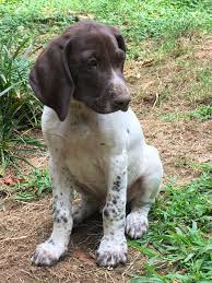 Black And White German Shorthaired Pointer Puppy How To Train Your German Shepherd Dog