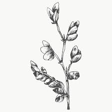 Download Premium Png Of Hand Drawn Flower Branch Transparent Png 2023609 Hand Drawn Flowers Flower Drawing How To Draw Hands