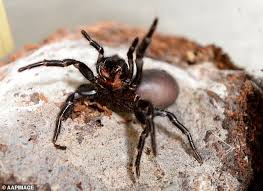 The funnel web spider is native to australia and it's regarded as the world's most dangerous arachnid in the world because it can kill in just 15 minutes. Outbreak Of Deadly Funnel Web Spiders Creates Unexpected Need Experts Want You To Catch Them Internewscast