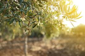 Info on non fruiting olive tree. Olive Tree Fruit Suppression Custom Weed And Pest Control