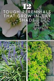 12 Tough Perennials That Grow In Dry Shade Most Even Bloom Dry Shade Plants Perennials Plant Under Trees