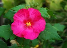 Image result for Hibiscus mutatus