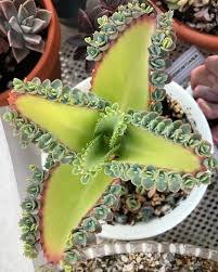 Amazing Succulents Amazing Succulents Kalanchoe Amazing Succulents Succulents Succ Suculentas Suculentas Colgantes Propagacion De Plantas Suculentas