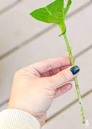 Why aren't my flowers turning from white to pink/red? 3 Easy Ways To Propagate Hydrangeas Propagating Hydrangeas Rooting Hydrangea Cuttings Hydrangea Care