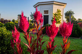 You can now use the space in your serenitea pot to plant seeds and harvest various plants. Growing Dragon S Breath Celosia P Allen Smith