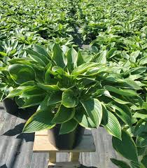 Image result for Ozoroa marginata