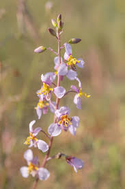 Image result for Searsia tomentosa