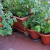 'entertaining at home in the garden has heavily influenced product sales over the last few years. 1