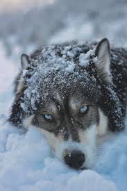 Mystical Animals Beautiful Cute Animals Animals