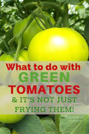 What To Do With Green Tomatoes Green Tomatoes Tomato Green Tomato Recipes