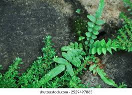 Image result for Blechnaceae