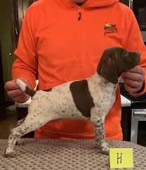 German wirehaired pointer puppies 3 males 1bitch all puppies will have been microchipped also first injections wormed upto date all pups can be seen with mum on. Ohio Pups German Shorthair Pointers