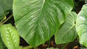 Aroids Aplenty Fact Sheets Gardening Australia Gardening Australia
