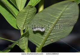 Monarch Caterpillar Crawling On And Eating Milkweed Leaves Monarch Caterpillar Milkweed Monarch
