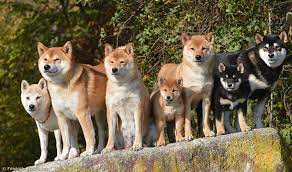 Shiba inu, a decentralized deflationary evolution to doge. Japanische Hunderassen Shiba Inu Und Co Japanwelt De