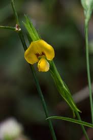 Image result for Zornia setosa