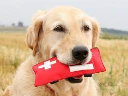 Pet blood bank uk, a charity that provides canine blood to vets across the country, is appealing for the owners of dogs with dea 1 negative blood to donate. Home Evbb Com Blog