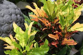 Shrubs Foliage Plants Oxley Nursery