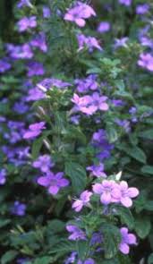 Image result for Barleria setosa