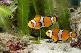 They are also referred to as hydrophytes or macrophytes to distinguish them from algae and other microphytes. Can You Handle A Saltwater Aquarium Sheknows