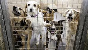 30 Best Animal Shelters That Make America Proud Animal Shelter Shelter Dogs Save Animals