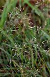 Image result for Eragrostis patentipilosa