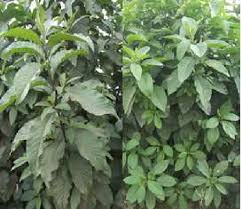 Image result for Vernonia amygdalina