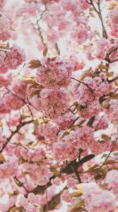 Sakura wallpaper 7 cherry blossom aesthetic desktop. Cherry Blossom Iphone Wallpapers Top Free Cherry Blossom Iphone Backgrounds Wallpaperaccess