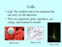 Organs are formed from different tissues and work together with other organs in organs systems. Cells The Building Blocks Of Life Cells Cell The Smallest Unit Of An Organism That Can Carry On Life Functions They Are Organized Grow Reproduce Ppt Download