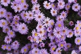 Official Birth Flower For November Meaning Symbolism Petal Republic