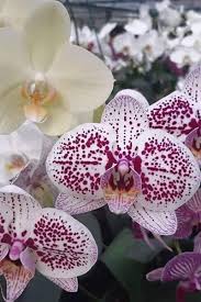 Si sueñas con una boda llena de orquídeas y flores exóticas, este  invernadero con sucursal en CDMX es tu mejor opción : Fiancee Bodas
