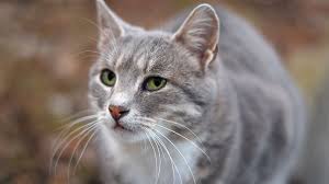 Get this list of behaviors and the reasons for them. Why Do Female Cats Spray