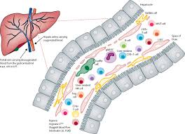 Große auswahl an hepatitis 200 stück. Defective T Cell Immunity In Hepatitis B Virus Infection Why Therapeutic Vaccination Needs A Helping Hand The Lancet Gastroenterology Hepatology