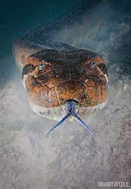 Scuba Diving With Giant Snakes And Dolphins In The Amazon Scuba Diving Magazine Deadly Animals Amazon River Amazon Animals