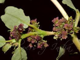 Image result for Zaleya