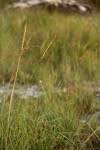 Image result for Trachypogon spicatus