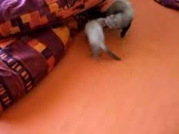 9 jinsi ya kumtambua mwanamke mwenye uke mkubwa au mdogo kwa kutumia lips zake comedy. Kuma Kali