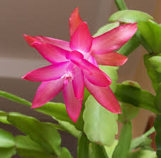 Peruvian old man espostoa lanata. Best Succulents To Grow Indoors Better Homes Gardens