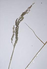 Image result for Eriochloa meyeriana