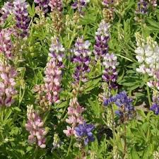 Image result for Lupinus mexicanus