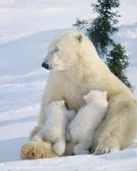Mama Bear And Her Babies Lovely Kutup Ayilari Kutup Ayisi Ayilar
