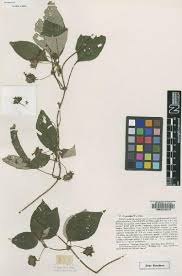 Image result for Sabicea venosa