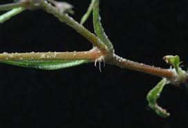 Image result for Oldenlandia fastigiata