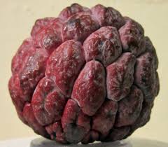 Image result for Annona squamosa