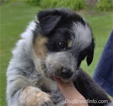 As the name implies, this breed originates down under. Texas Heeler Dog Breed Pictures 1
