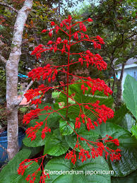 Image result for Clerodendrum