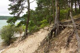 They focused their attention on planted loblolly pine plantations, an important source of timber for the region. How Do You Stop Pine Tree Roots From Growing 5 Actionable Solutions Garden Tabs