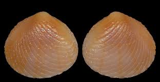 Image result for Digitaria complanata