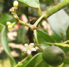 Image result for Cassinopsis