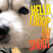 Henlo Gud Mornin Dog Jokes Husky Memes Cute Dogs